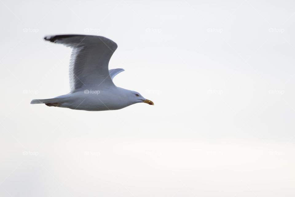 Seagull flying in white sky - fiskmås flyger vit himmel 