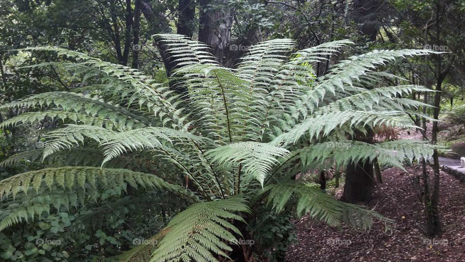 Native New Zealand fern thrives with it's beautiful detail. Stands out on the forest floor.
