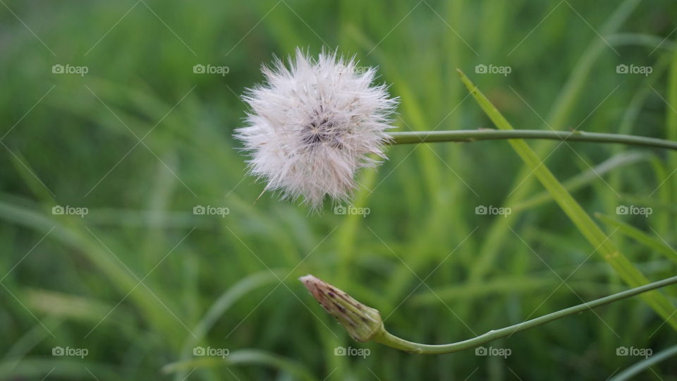 Dandelion
