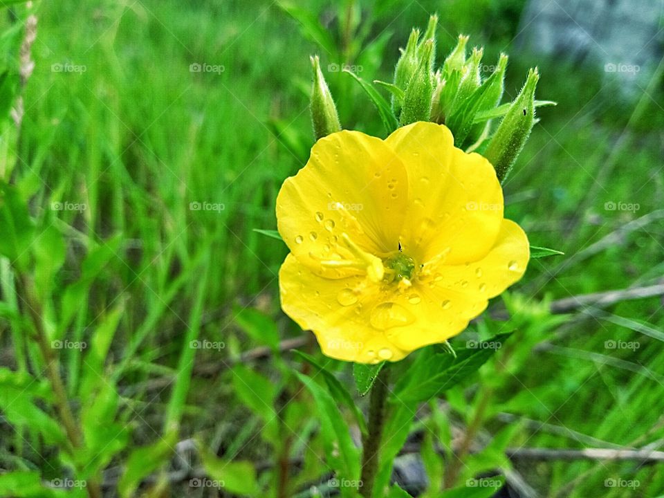 жёлтый цветок