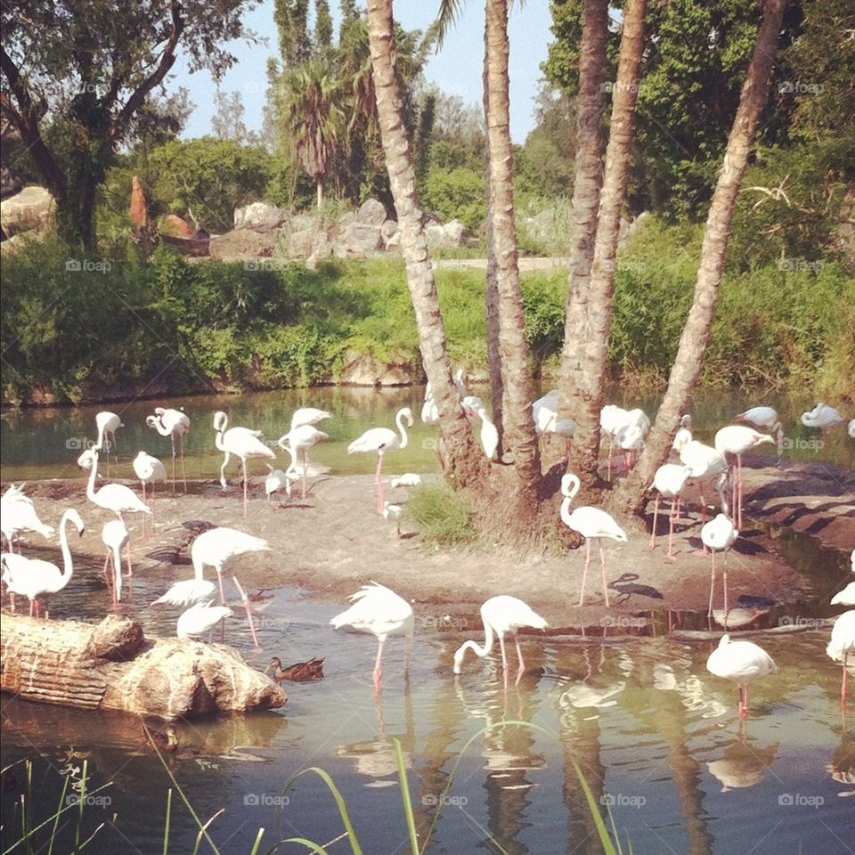 Flamingo paradise