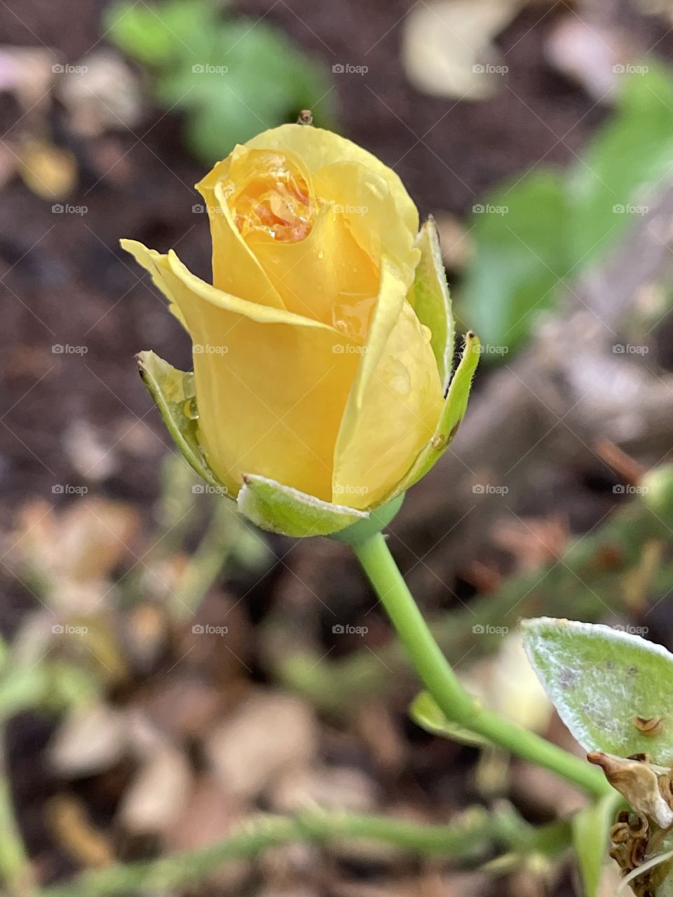 Yellow Rose of Texas Bud 