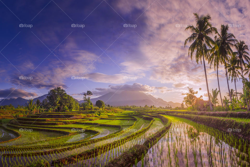 The beauty of the foggy morning panorama with sunrise and rice fields