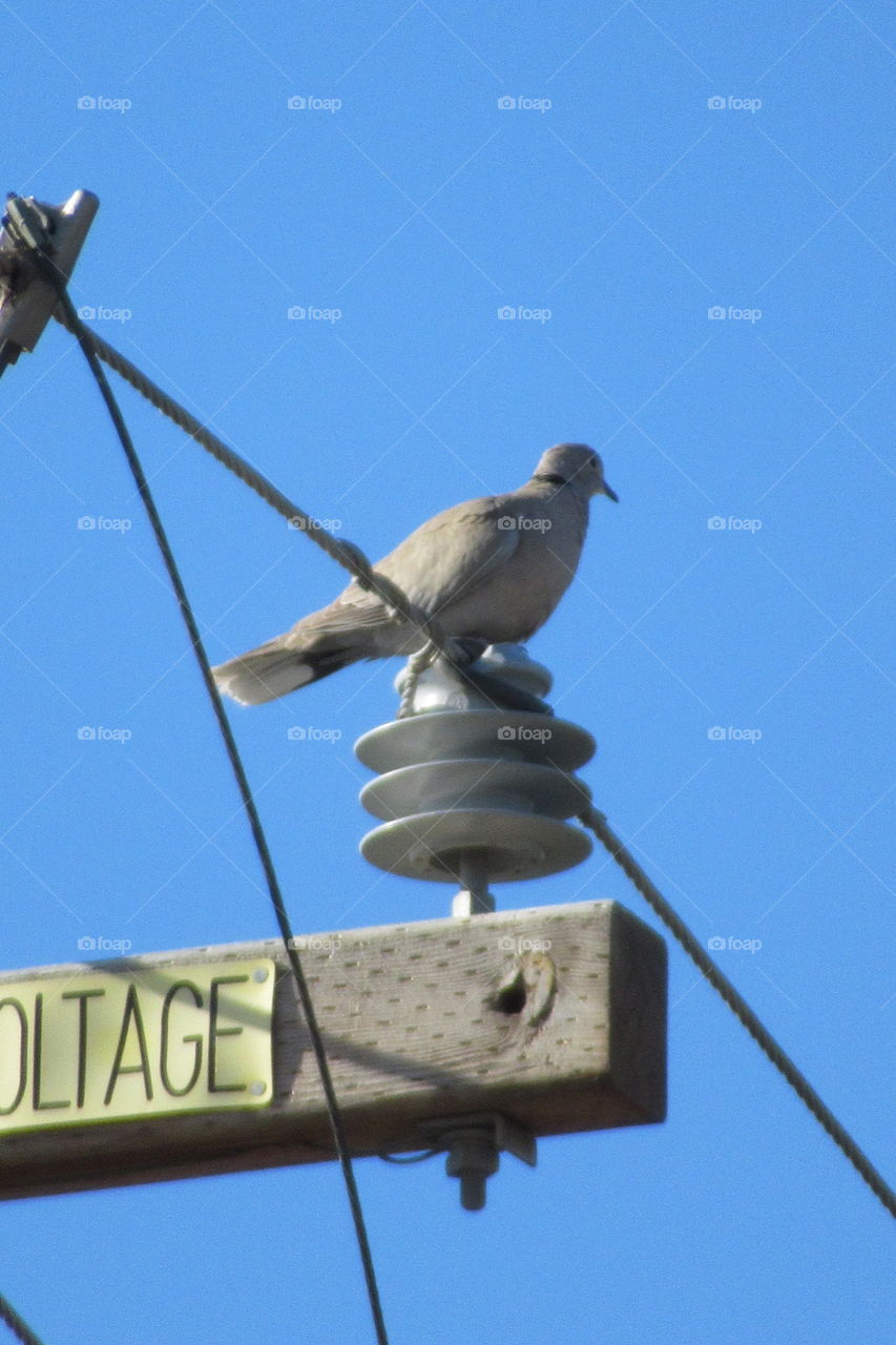Bird on a power poledd