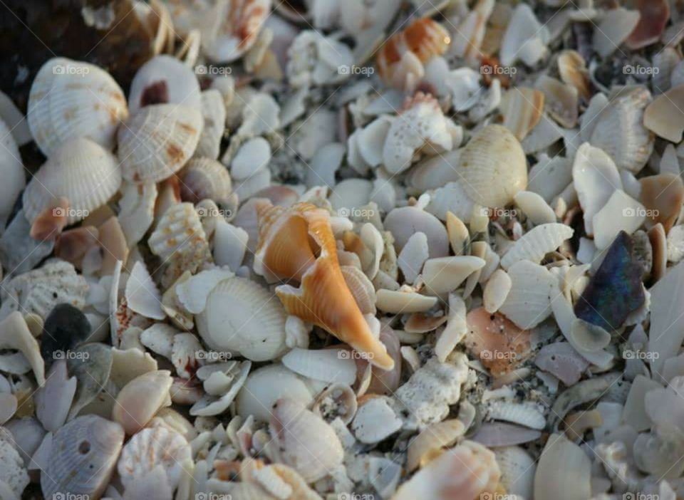 Shells
