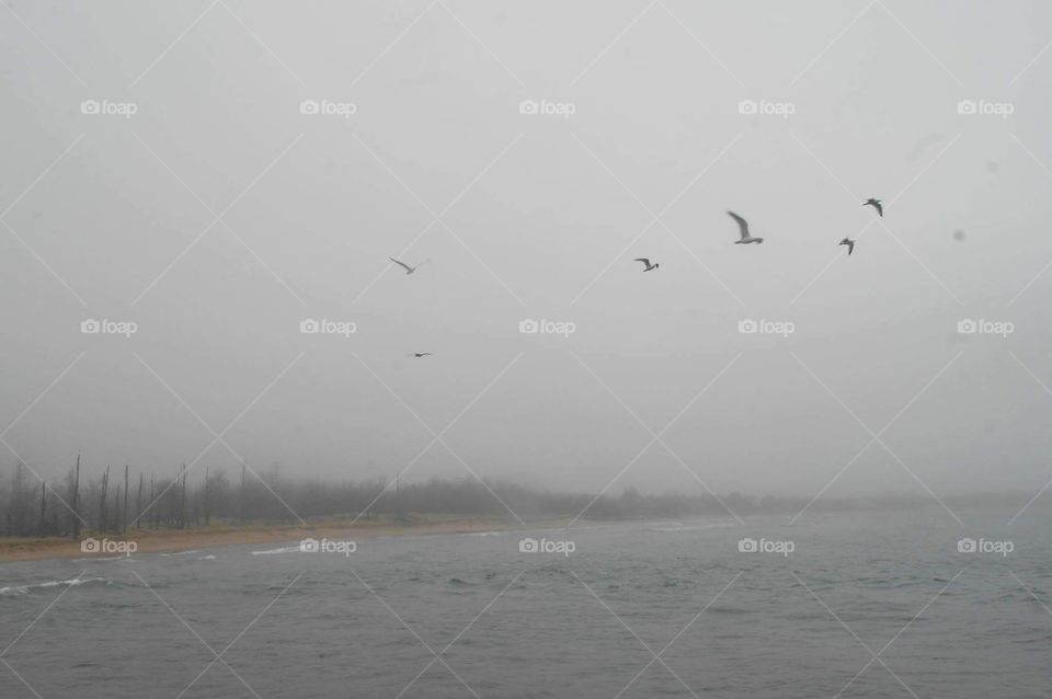 Lake Superior Sea Gulls