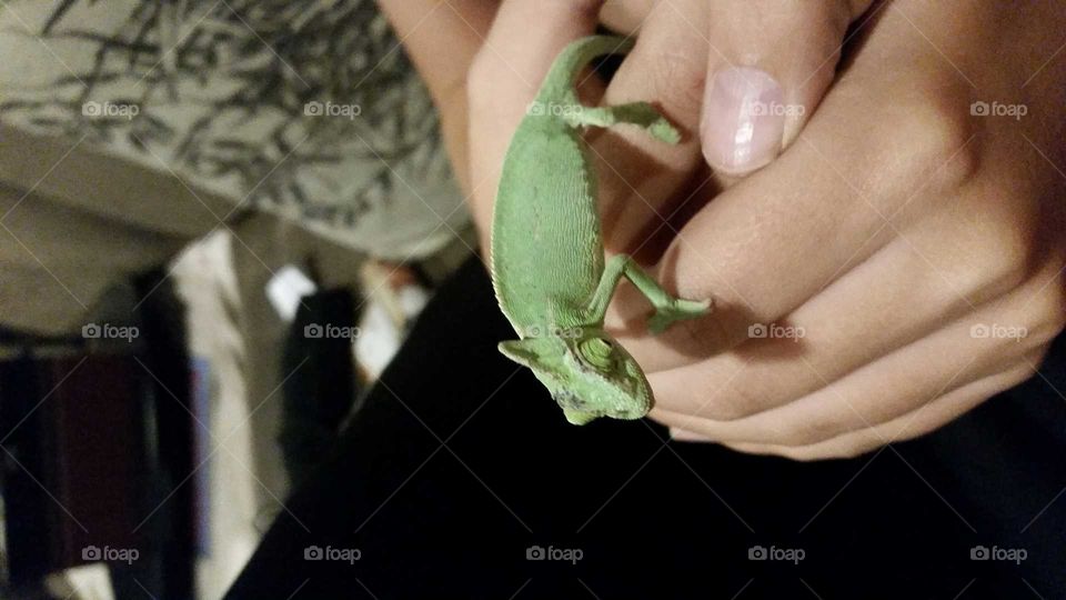 chameleon juvenile