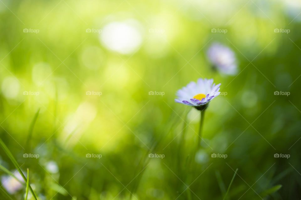 White daisy on the background of a blurry meadow. Nature background. 