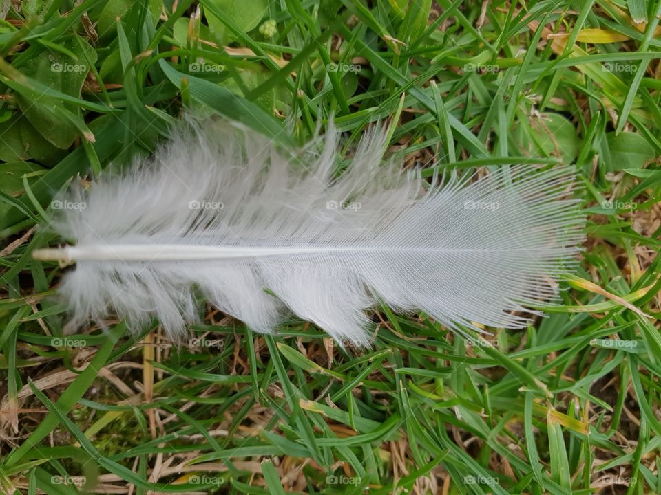 fluffy feather