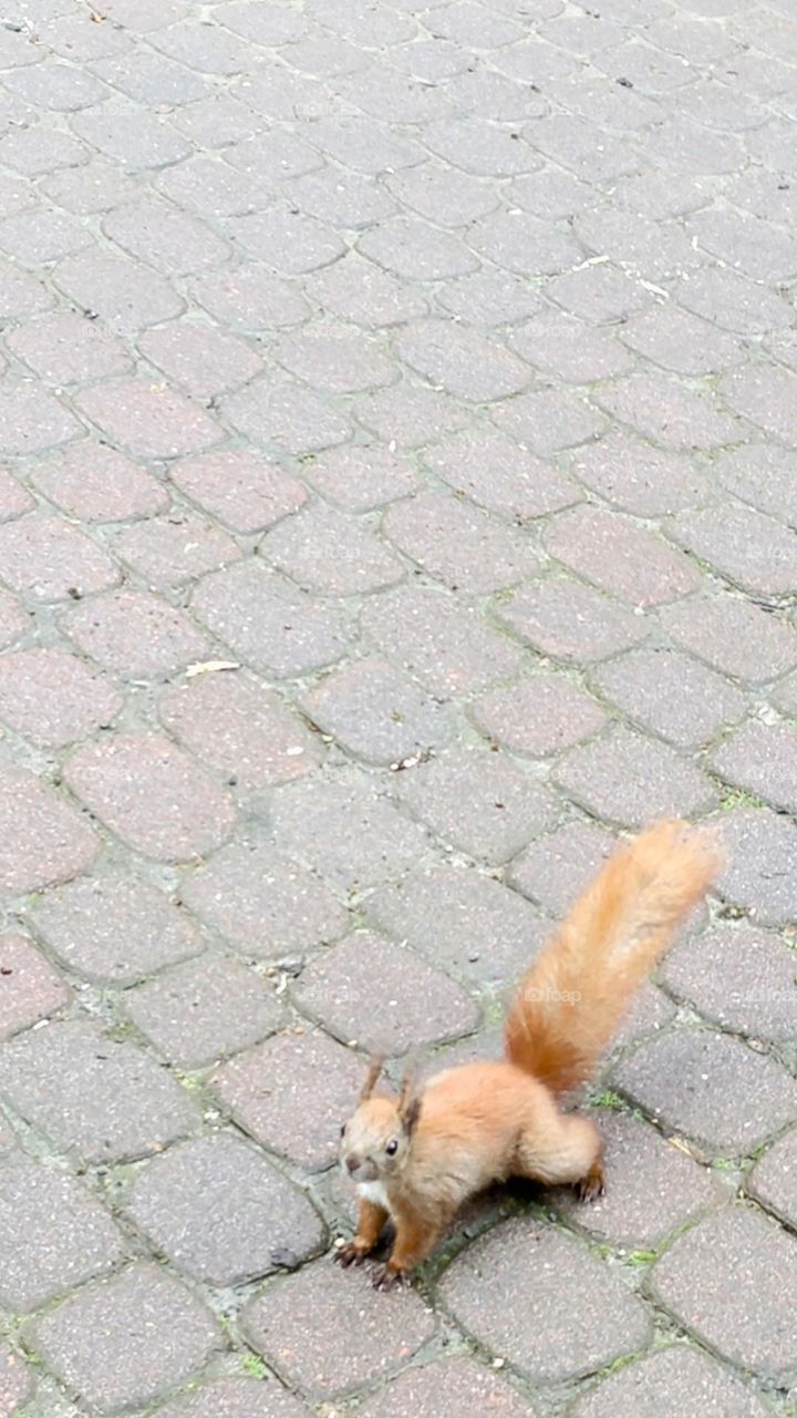 Hello, do you have some nuts?