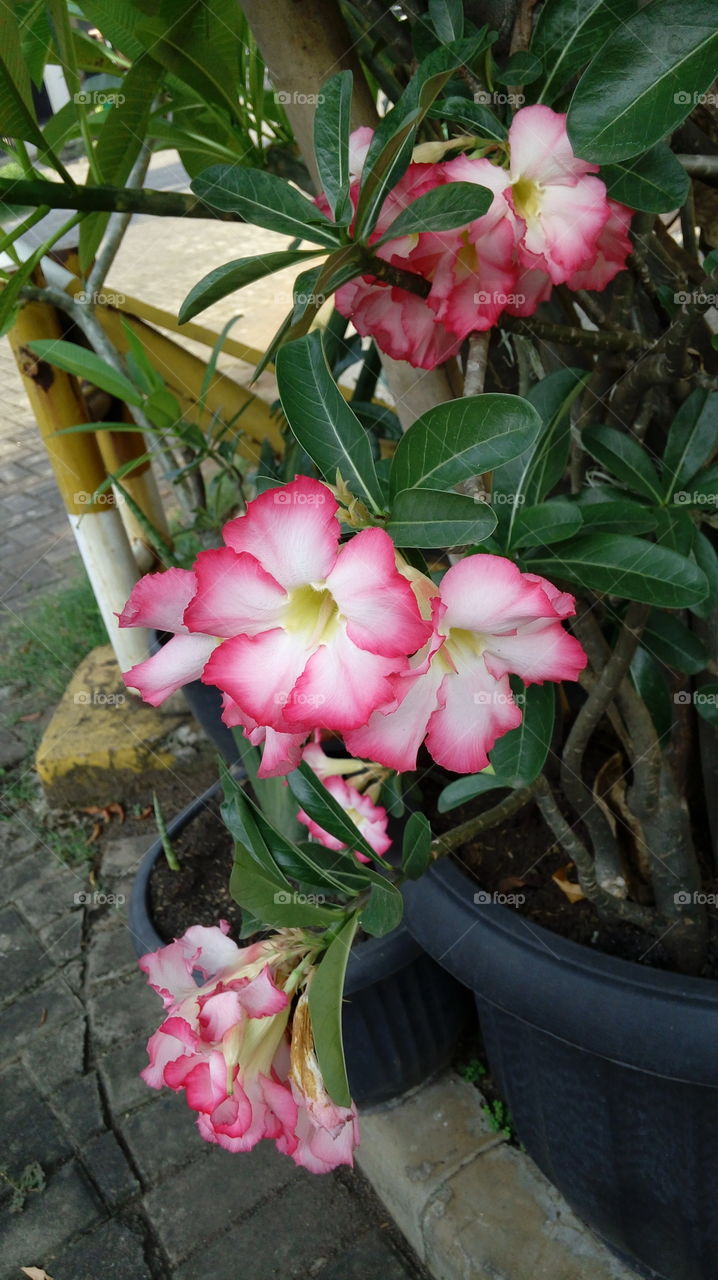 soka flower