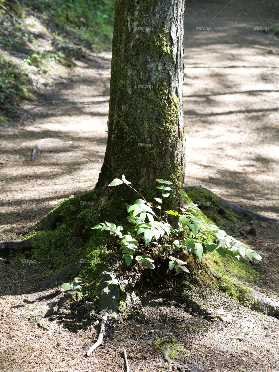 A tall fir tree with lots of moss and exposed roots provides shelter for an Oregon Grape bush along a trail near the Clearwater River in Southern Oregon on a sunny spring day. 