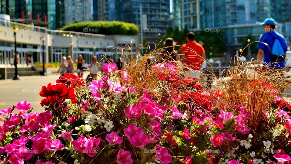 A close up of fresh pink and red flowers with a background of the bustling city.