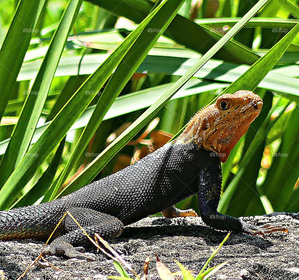 Unusual sus-pets!  - Agama (from Sranan Tongo meaning "lizard") is a genus of small-to-moderate-sized, long-tailed, insectivorous Old World lizards