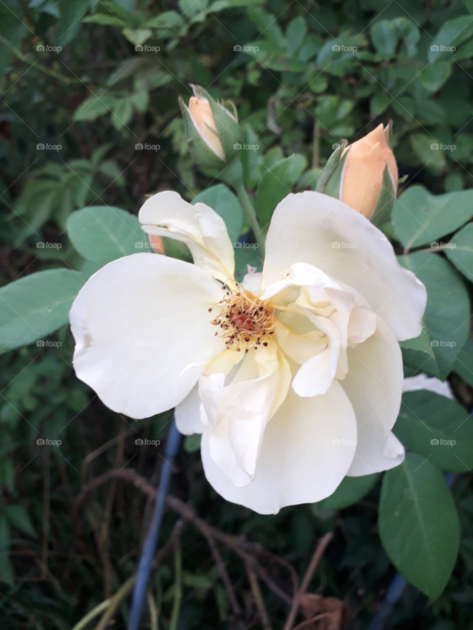 yellow rose from bud to decay