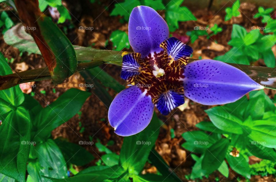 Iris germanica 