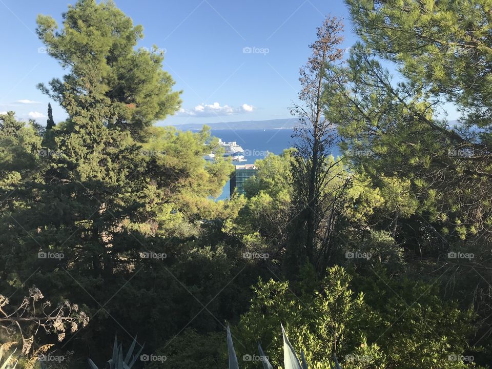 View through the trees