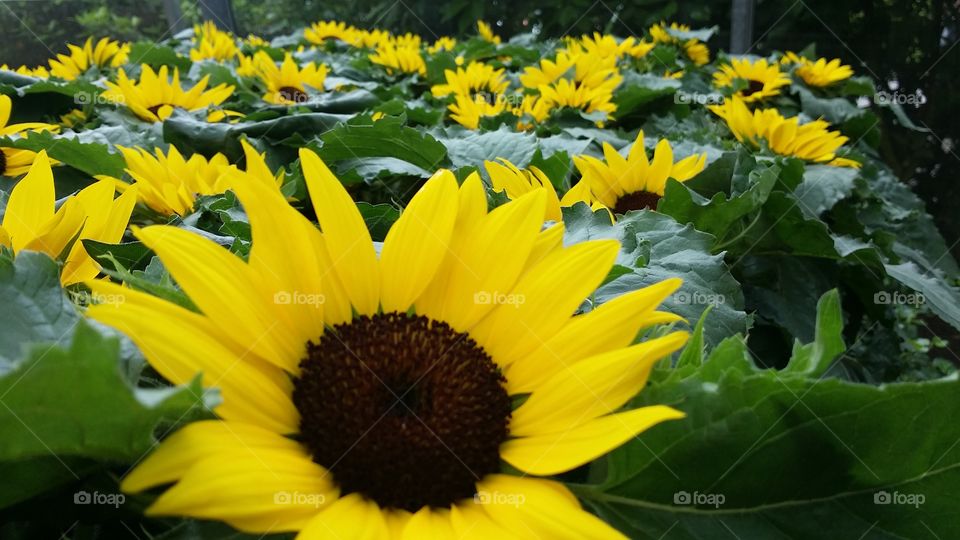 sunflowers