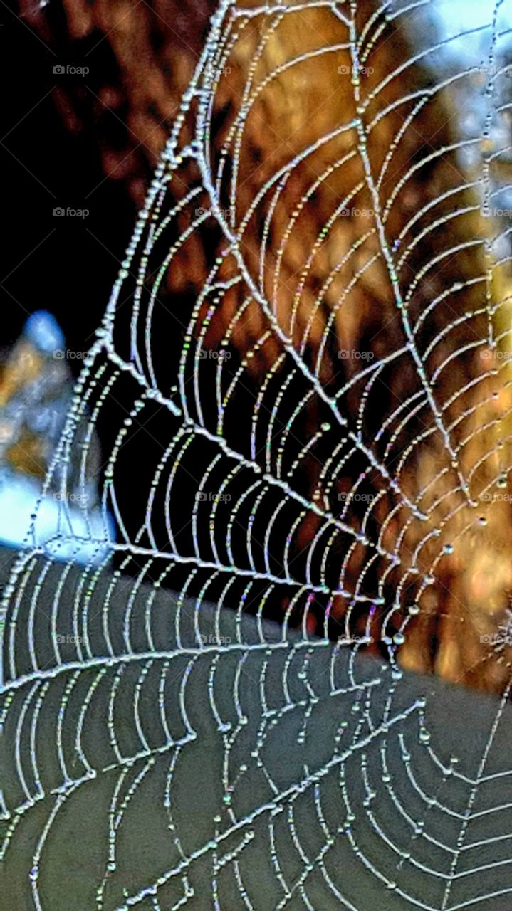 dew on spider web