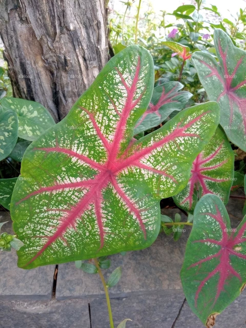 Leaf on the sidewalk