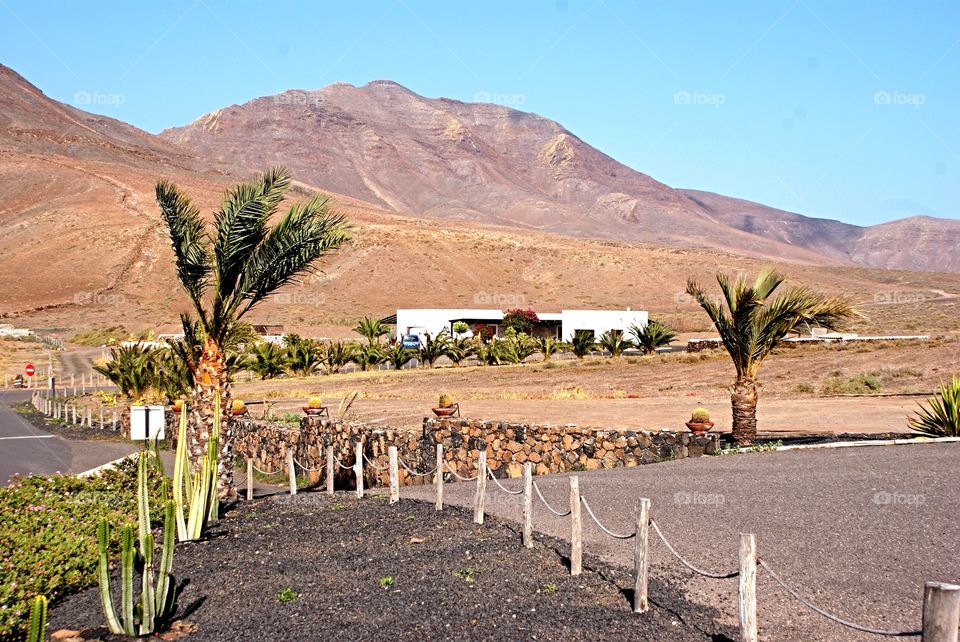 Blissful . Taken on a road trip in fuerteventura a bio farm 