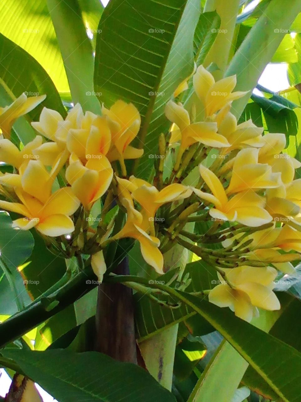 Yellow frangipani flowers blooming in the garden