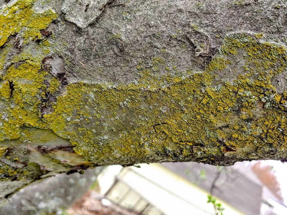 Lichen, Moss, Old, Desktop, Wall