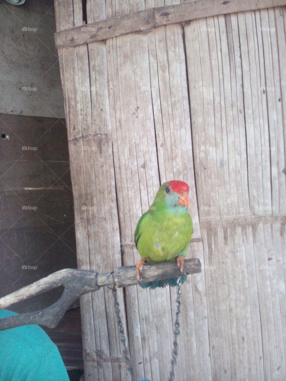 redhead bird kusi, pet