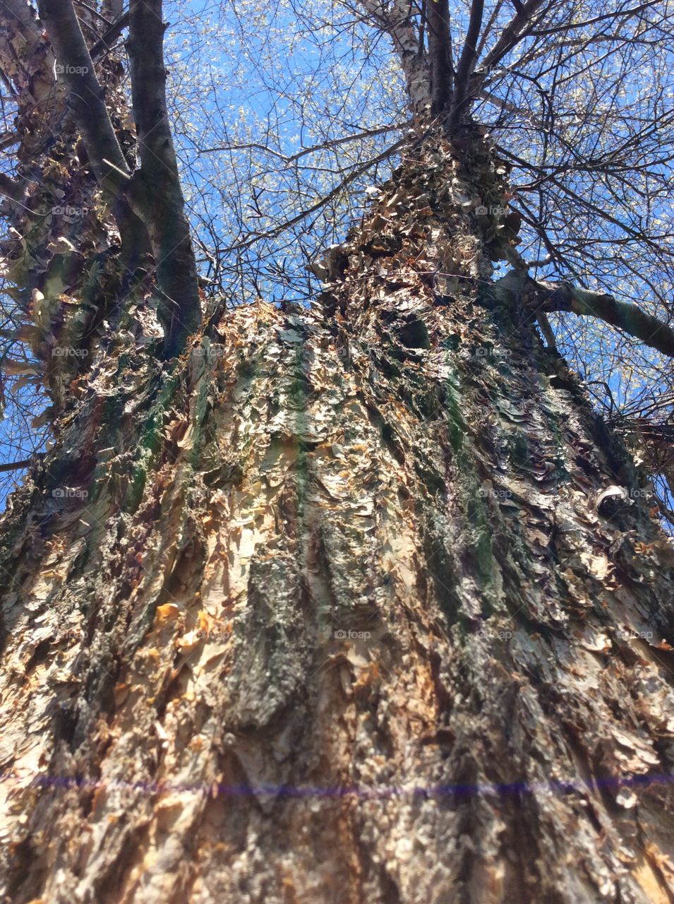 Tree, Bark, Wood, Nature, Trunk