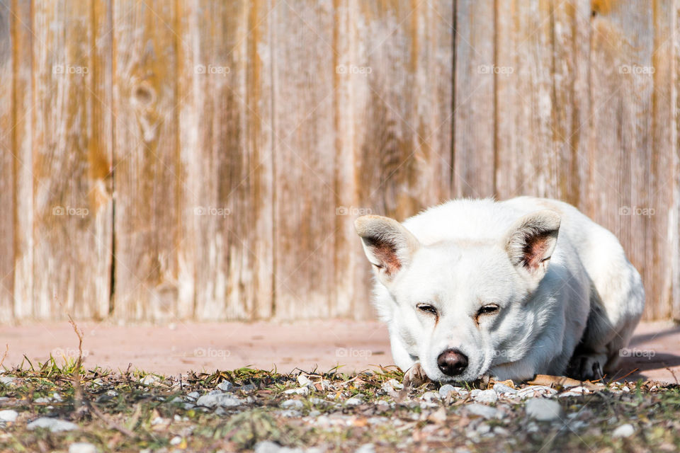 White Small Dog In Front Of Wooden Background
