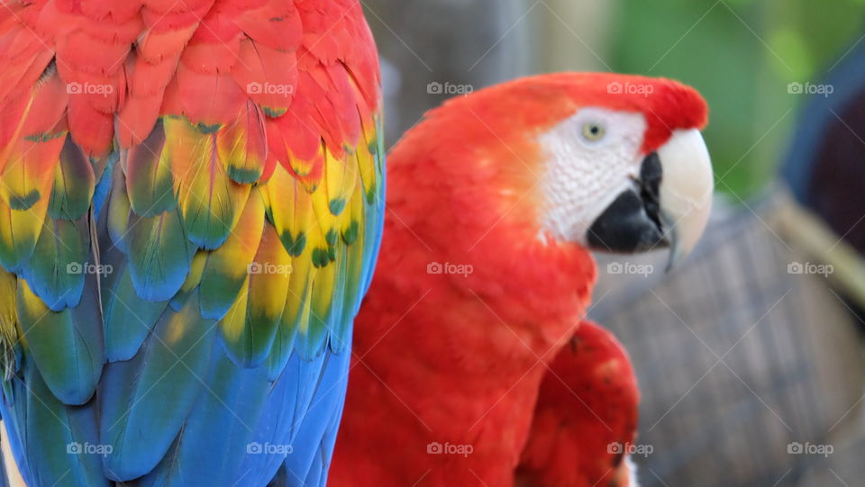 Colorful plumage