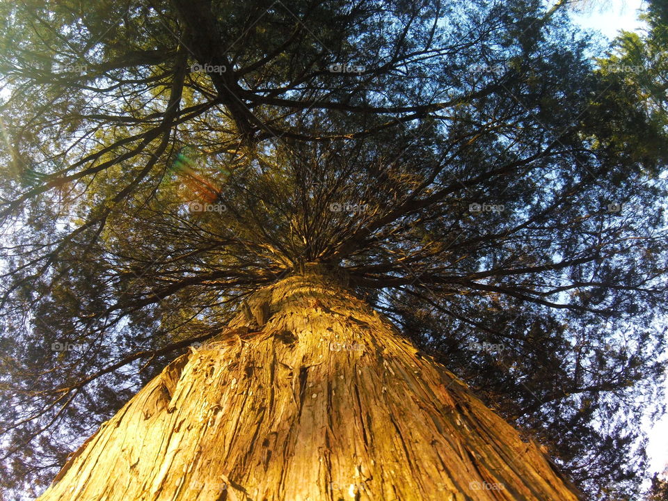 Low angle view of tree