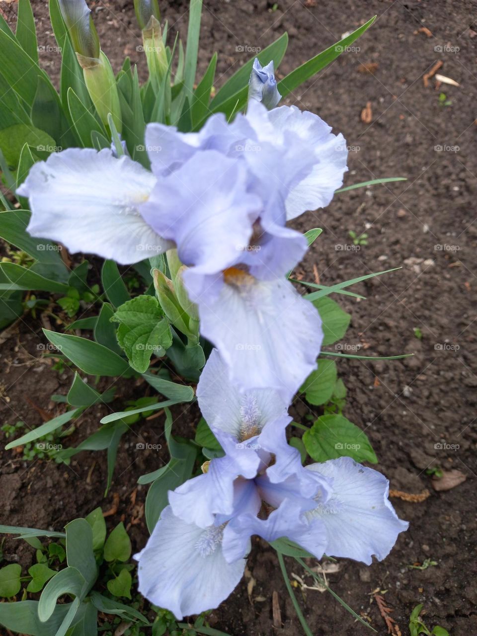 They like to fly away in a moment! Wonderful irises