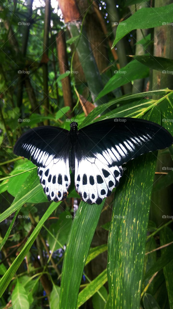 This is a beautiful butterfly
