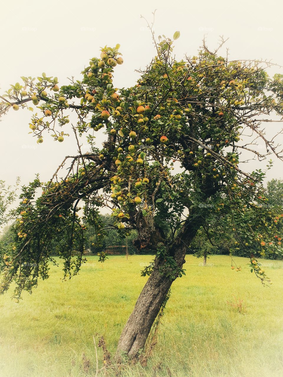 Apple Tree