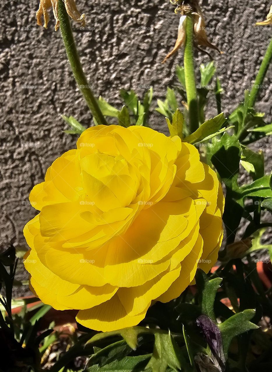 "Sunshine" the yellow ranunculus or Buttercup is a clear sign that warmer weather is present.  It is associated with joy, happiness, and warmth, making it a popular choice for conveying positive emotions and sentiments.