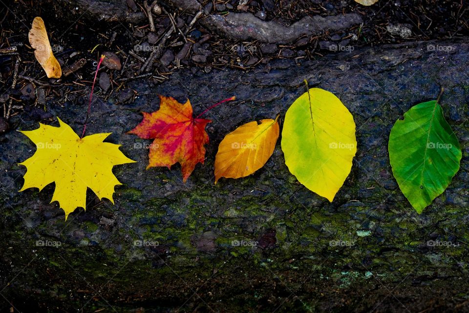 Autumn leaves in different shades 