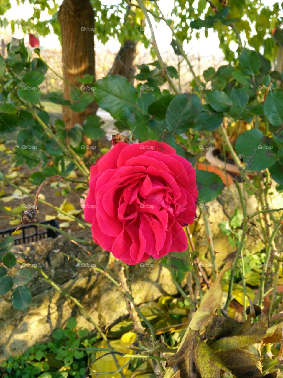 Pink  rose