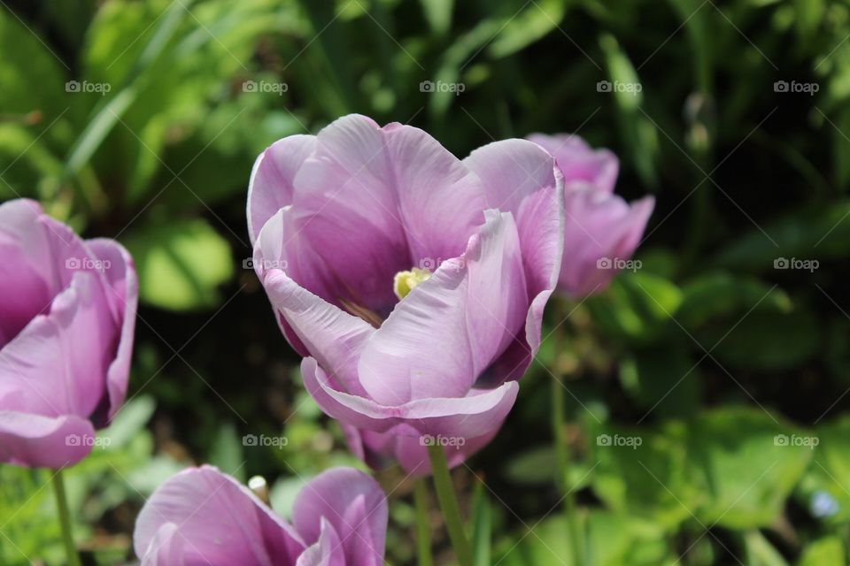 Mauve tulip