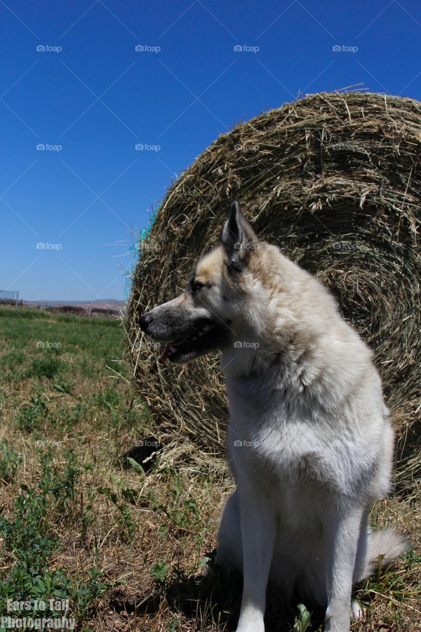 Hay 