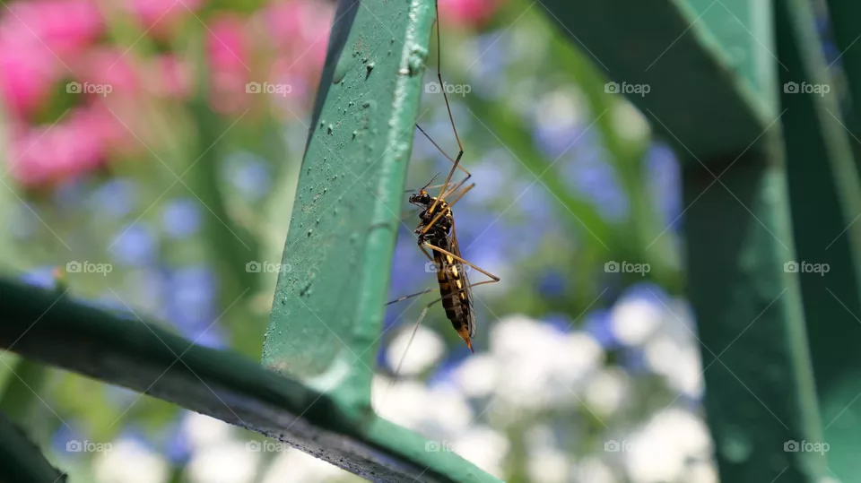 insect