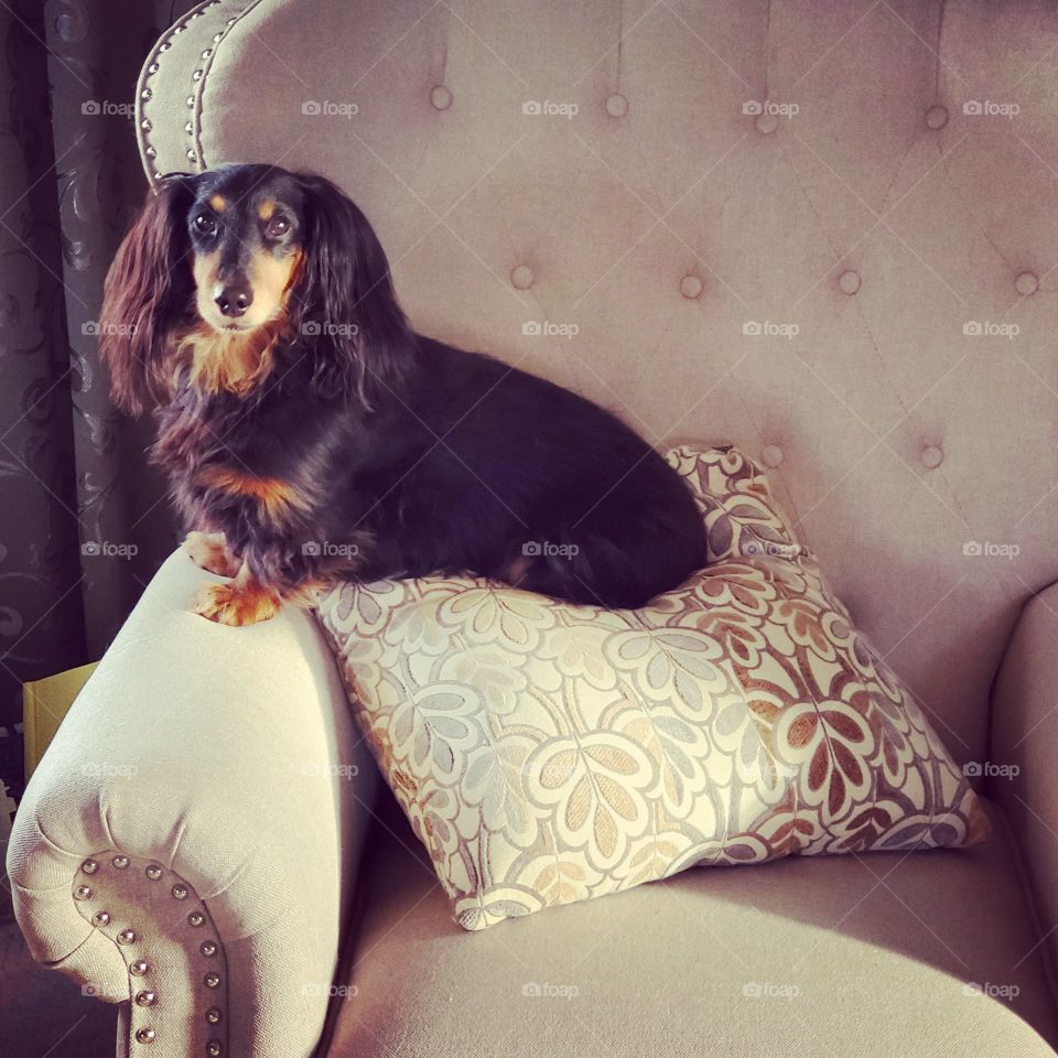 The dachshund who would be king