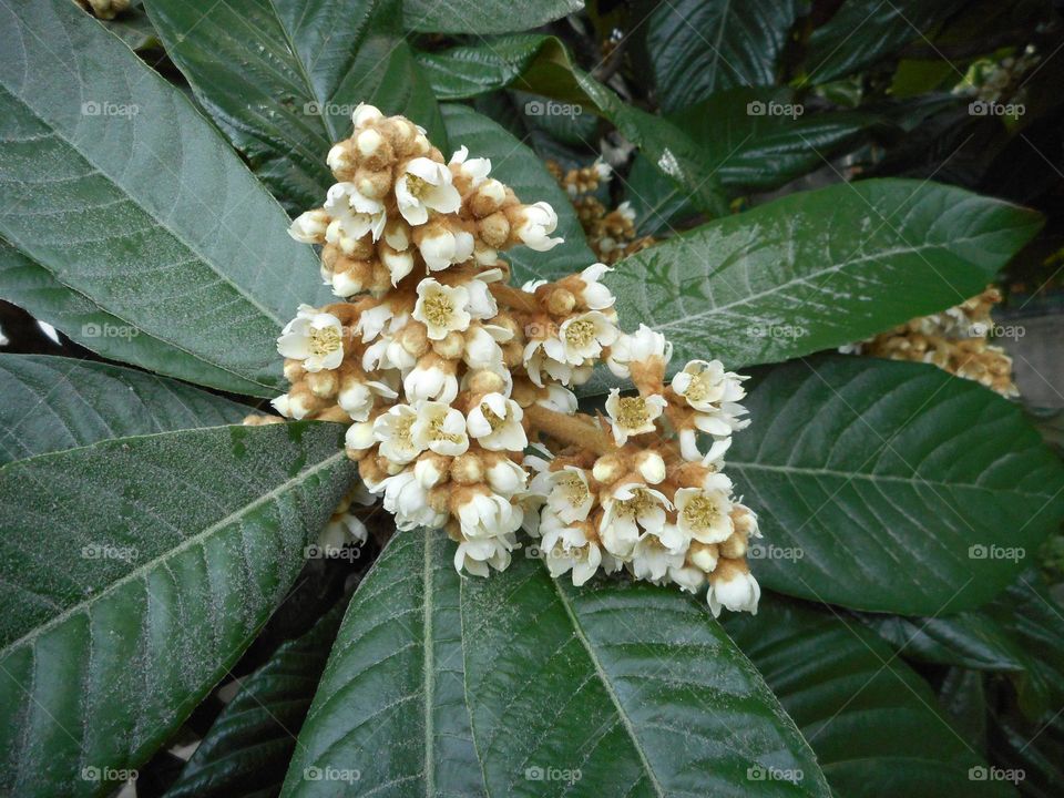 October medlar blossoms