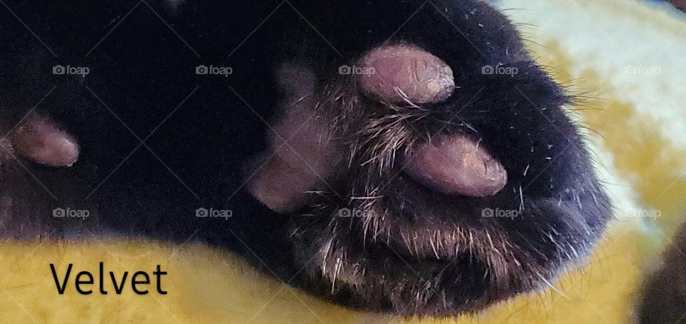 Black cats paw showing the bottom underneath with her pink pads. Kitty is laying on yellow blanket sleeping peacefully.