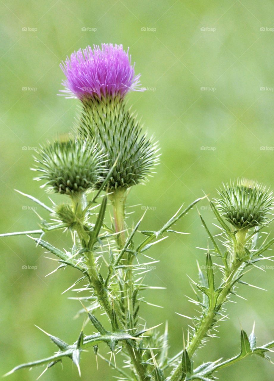 Purple bloom on green thistle 