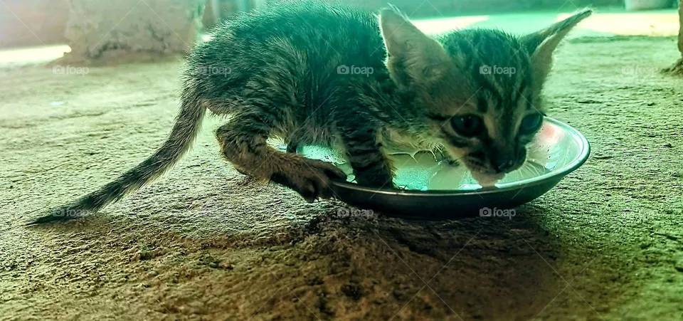 cat