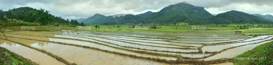 The paddy field .
location : beside along YahDoh road of Kayah state in Myanmar.