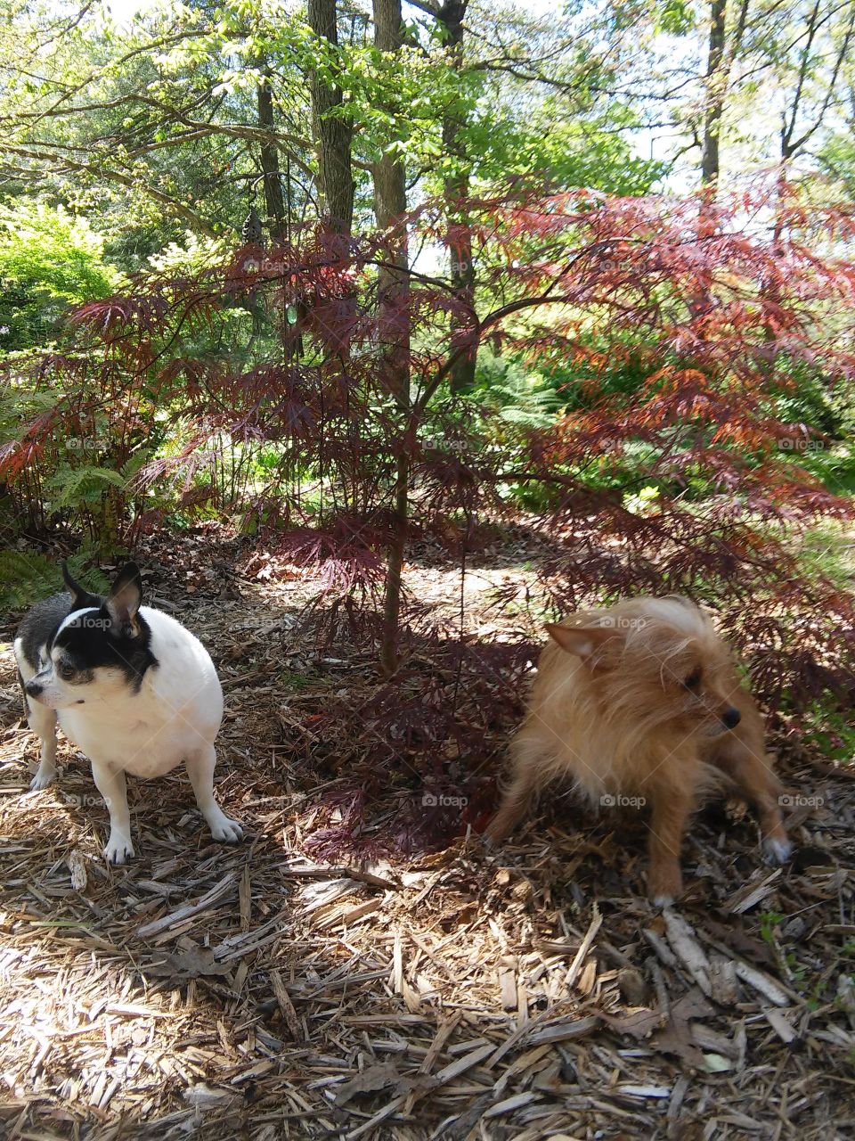 Two dogs.  Two dogs two different directions 