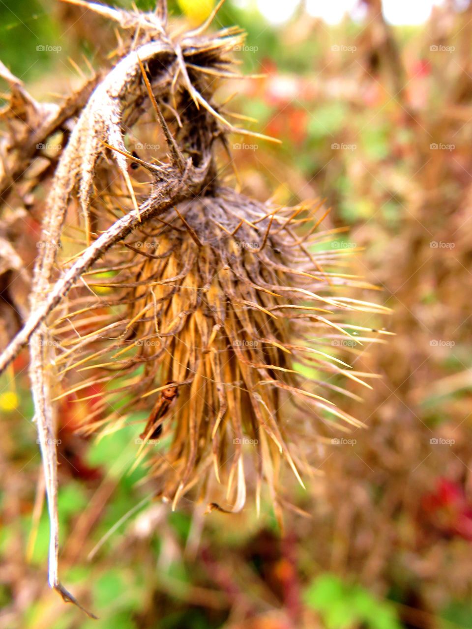 macro shots