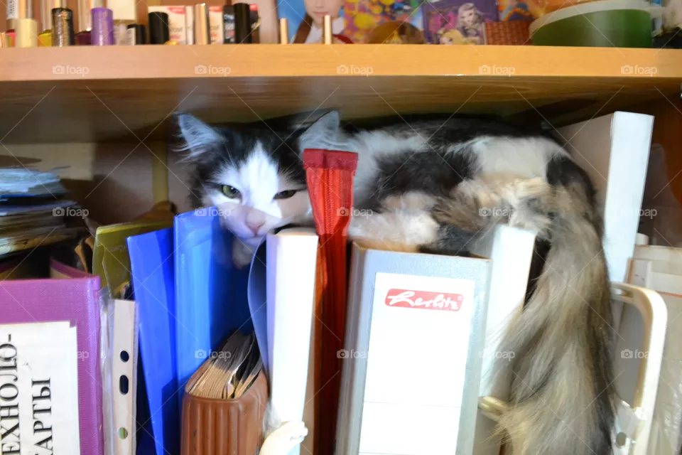cat
